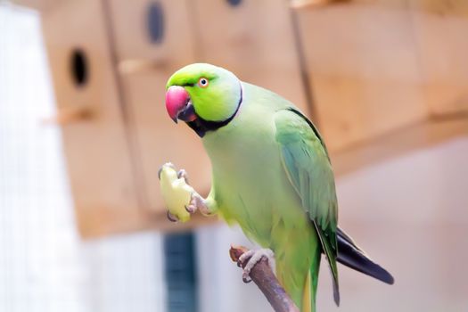 One eating green parrot in the zoo