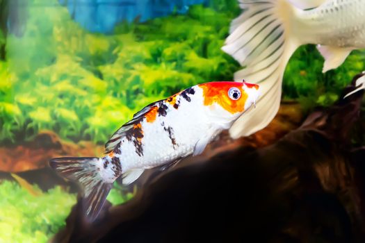 Photo of fish Cyprinus carpio koi in aquarium
