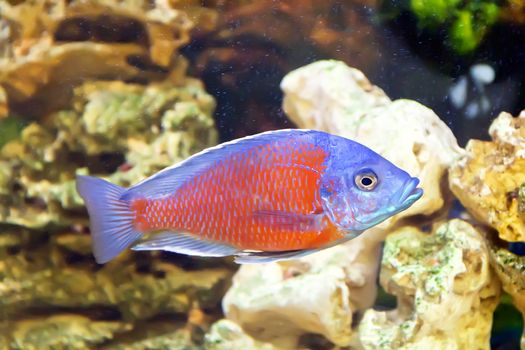 Photo of fish copadichromis kadango in aquarium