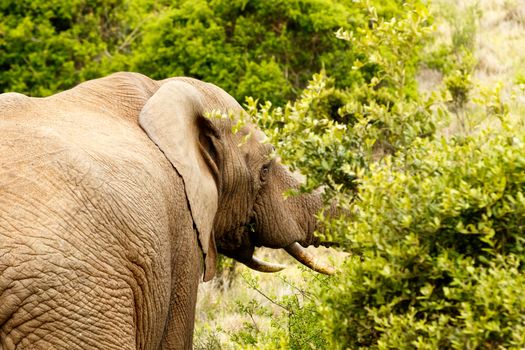 Bush Elephant standing and eating in the bushes.