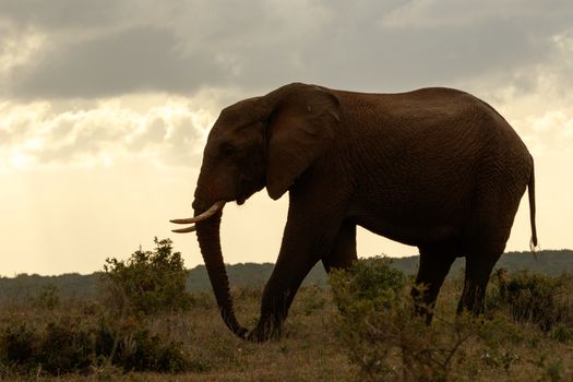 Sundown walk for the Bush Elephant on a cloudy day.