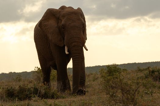 Bush Elephant walking slowly away from the clouds.