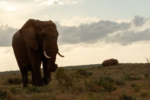 As sundown approaches, the Bush Elephant is walking to find a spot to rest for the night.