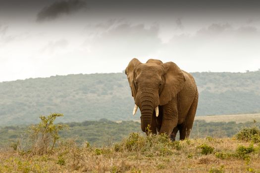 Bush Elephant walking up the hill away from the stormy clouds.