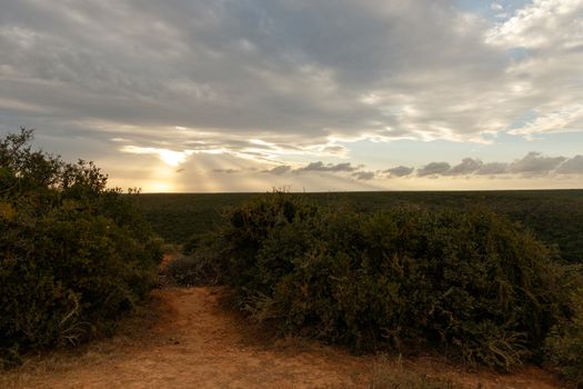 The dirt path with bushes on the sides, leading to the sundown.