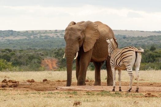 Bush Elephant checking out the Zebra at the watering hole.