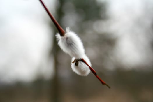 Closeup view of pussy-willow buds with defocused bokeh background