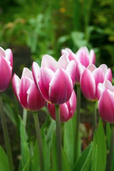 Closeup view of pink garden tulips with defocused bokeh background