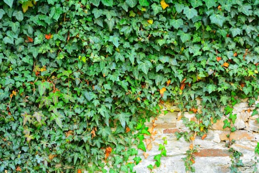 Exterior stone wall covered in green ivy.