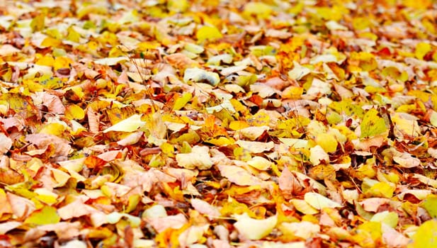 Abstract autumn seasonal background with orange leaves.