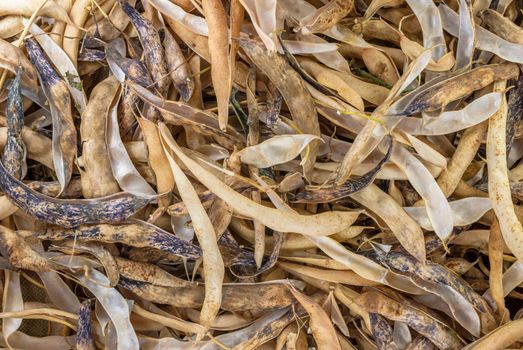 selective focus on common navy yellow dry bean vegetable