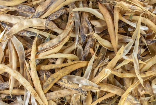 selective focus on common navy yellow dry bean vegetable