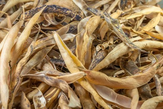 selective focus on common navy yellow dry bean vegetable