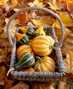 Rustic basket of yellow and green ornamental gourds on golden autumn sycamore leaves