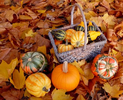 Woven basket full of ornamental pumpkins with colourful gourds on a brown and yellow autumnal foliage