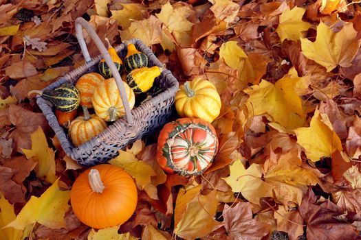 Rustic basket of ornamental gourds with pumpkin and two squashes on bed of yellow and brown sycamore leaves