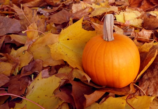 Ripe pumpkin among autumnal yellow and red sycamore leaves with copy space