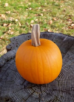 Ripe pumpkin on a grey tree stump with green grass and dry autumnal leaves beyond