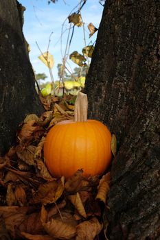 Ripe pumpkin in brown fall leaves against a tree trunk, with blue sky beyond