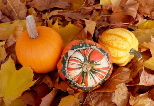 Pumpkin, turban squash and yellow gourd on yellow and brown fall leaves