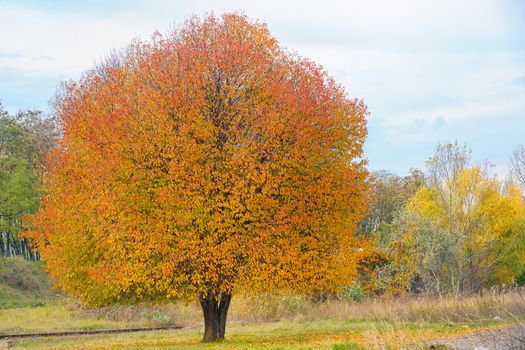 Lonely autumn cherry tree