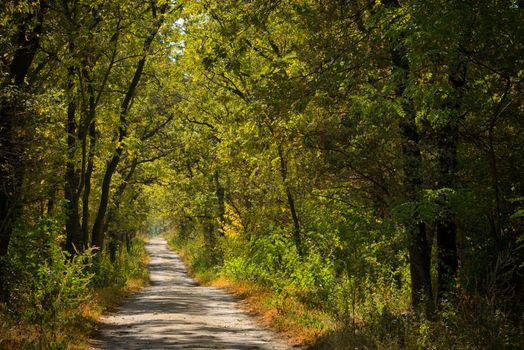 sunny young oak forest with road