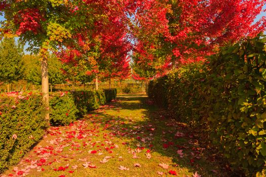 the natural spectacle of the colour change of the trees