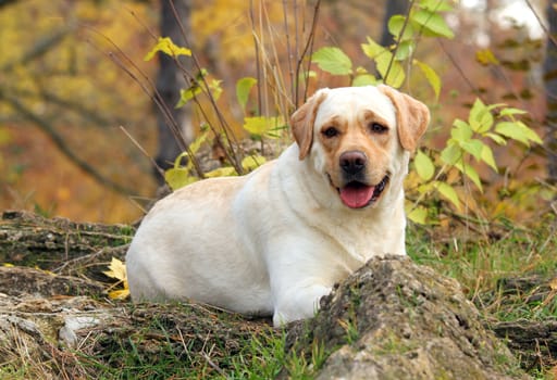 a nice yellow labrador in the park in autumn