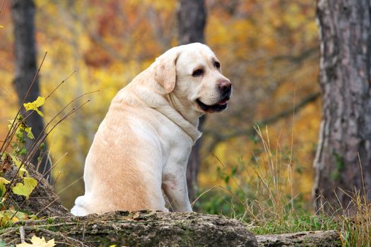 nice yellow labrador in the park in autumn