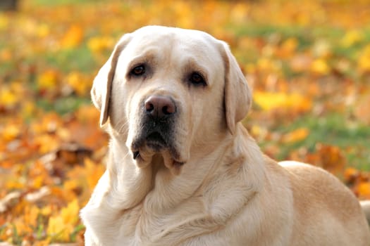 the cute nice yellow labrador in the park in autumn