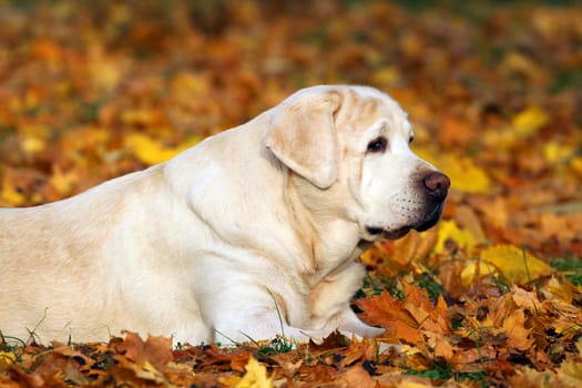 a cute nice yellow labrador in the park in autumn
