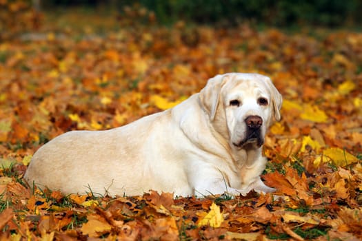 cute nice yellow labrador in the park in autumn