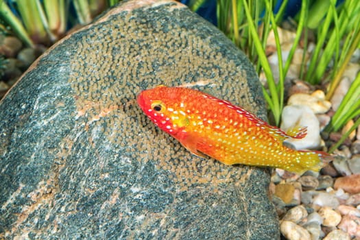 Portrait of freshwater cichlid fish (Hemichromis sp.) in aquarium