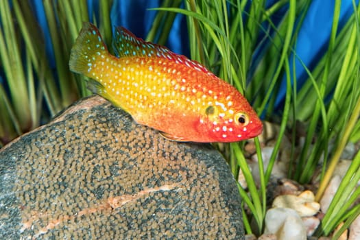 Portrait of freshwater cichlid fish (Hemichromis sp.) in aquarium