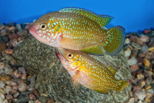 Portrait of freshwater cichlid fish (Hemichromis sp.) in aquarium
