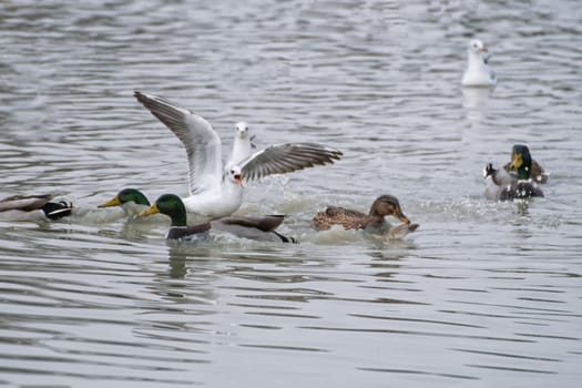 Ducks and seagulls on lake searching food