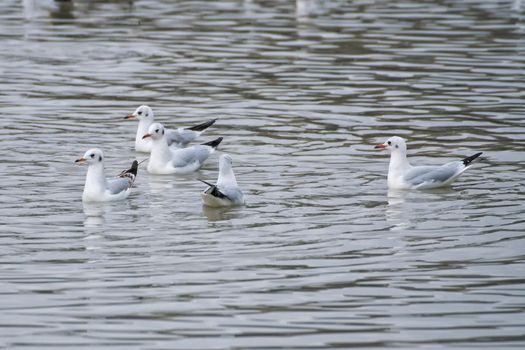 Seagulls swims on lake and search food