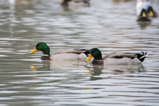 Wild ducks (Anas platyrhynchos) swim on a lake