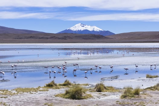 Laguna Pasto Grande, Bolivia, South America