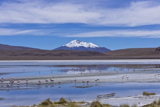 Laguna Pasto Grande, Bolivia, South America