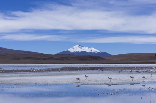 Laguna Pasto Grande, Bolivia, South America