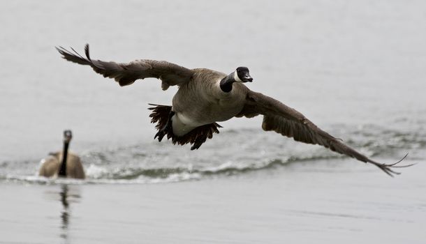 Beautiful isolated photo with a Canada goose flying away from his rival