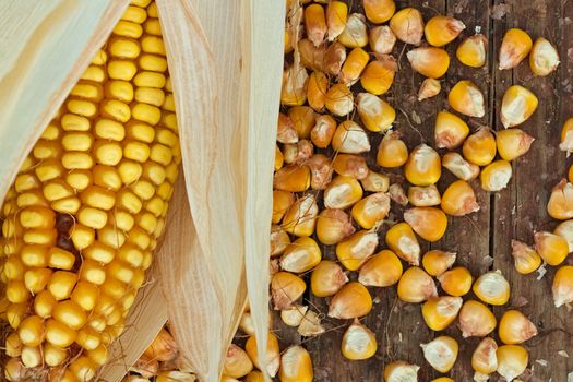 Partially peeled ear of corn and grain randomly scattered on the rough wooden background. Close up image.