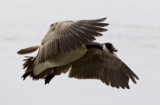 Beautiful isolated picture with an expressive flying Canada goose