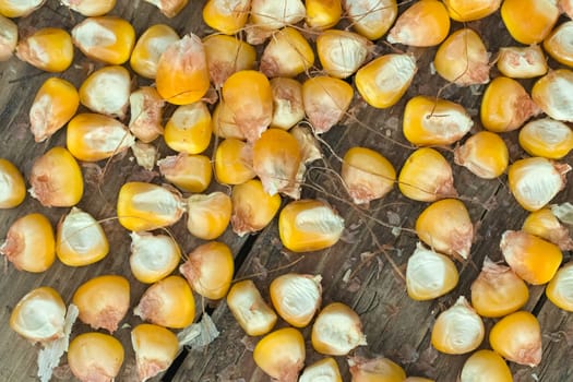 Randomly scattered ripe yellow corn on the rough wooden background. Close up image. Top view.