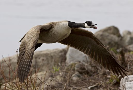 Beautiful isolated photo of a flying Canada goose