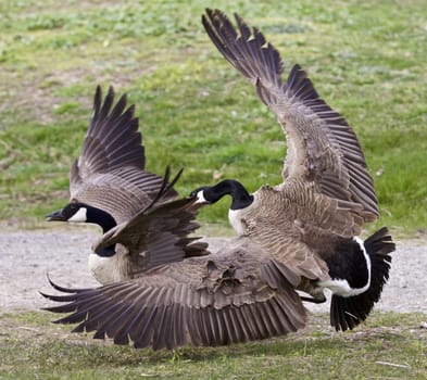 Isolated image with a fight between two Canada geese