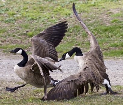 Beautiful isolated photo with a fight between two Canada geese