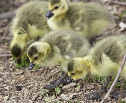 Isolated photo of a group of chicks of Canada geese