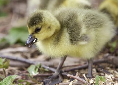 Beautiful isolated photo of a chick of Canada geese